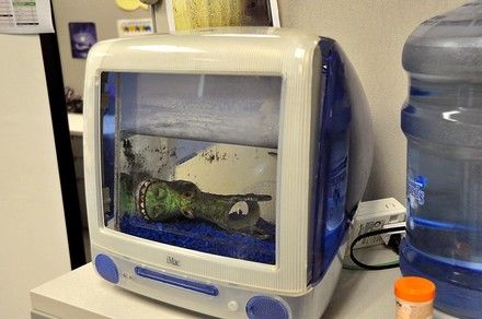 Computer fish tank